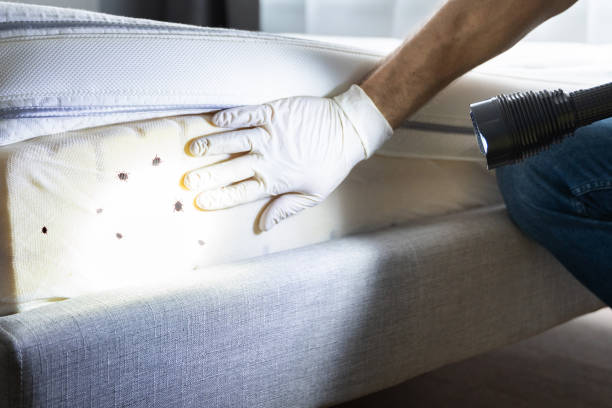 Trusted Eufaula, AL Pest Control Experts